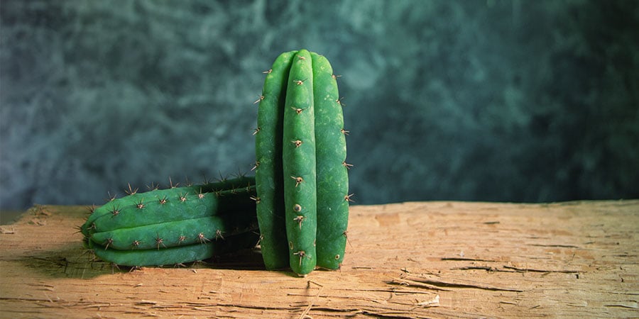Trichocereus Cacti