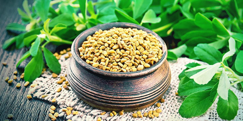 Fenugreek