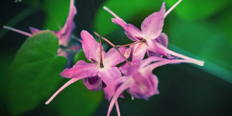 Horny Goat Weed