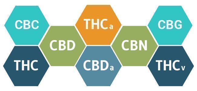 THE BIOLOGY OF CANNABIS