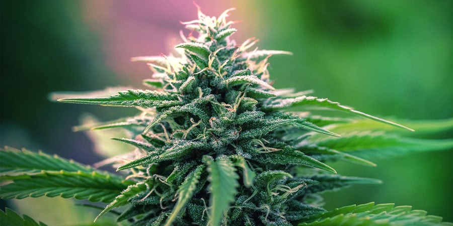 What Is An Autoflowering Strain?