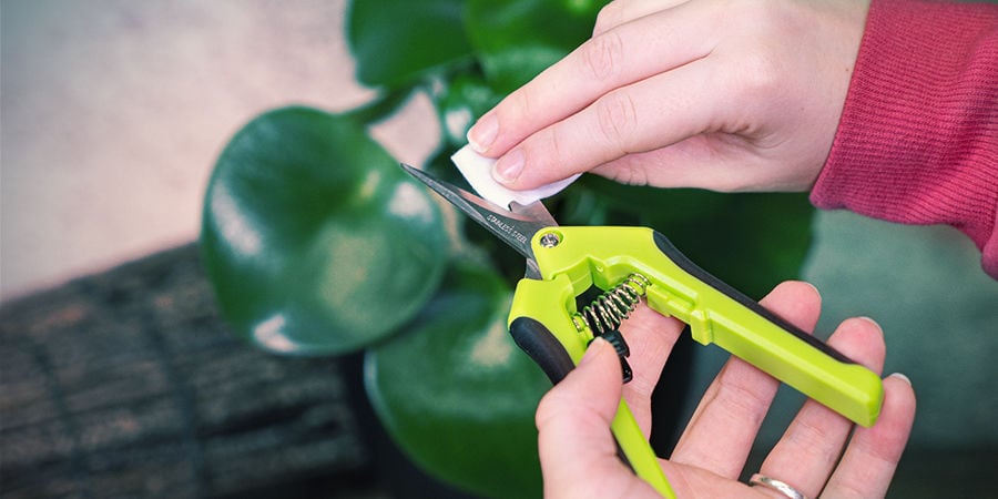 Tips for Using Cannabis Trimming Scissors: Oil the Blades