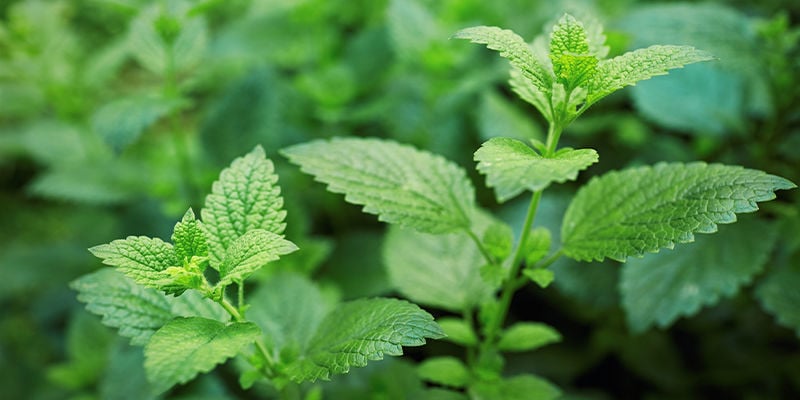 BEST HERBS FOR MAKING YOUR OWN HERBAL TINCTURES - LEMON BALM