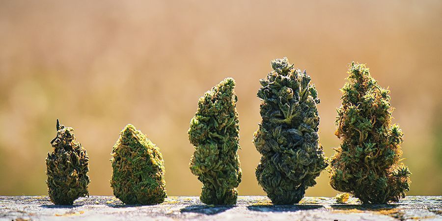 Why Do Cannabis Buds Have Different Colours?