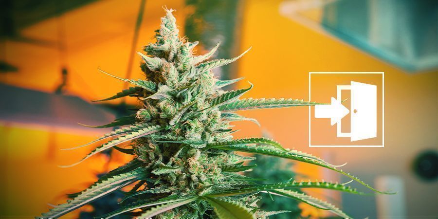 Grow Cannabis Indoors