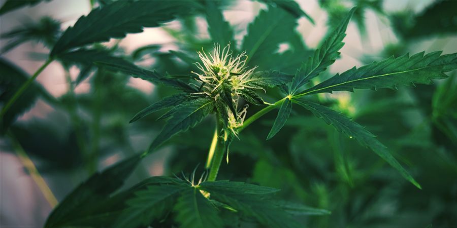 Why Do Cannabis Plants Stretch: Flowering Stretch