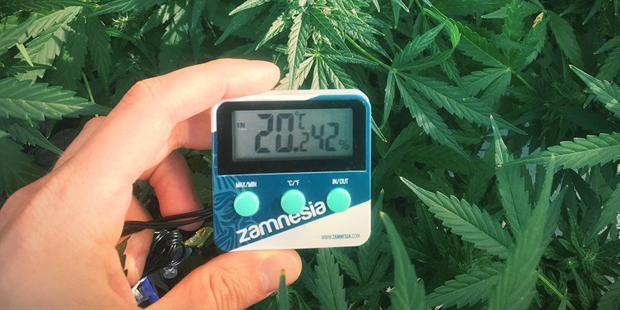 Prevent Stretching Weed Plants: Keep Temperature in Check