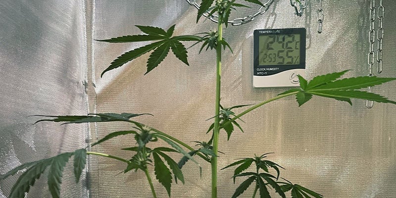 Why Stretching Cannabis Plants Are Undesirable