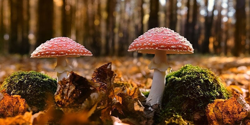 Where can you find Amanita muscaria?