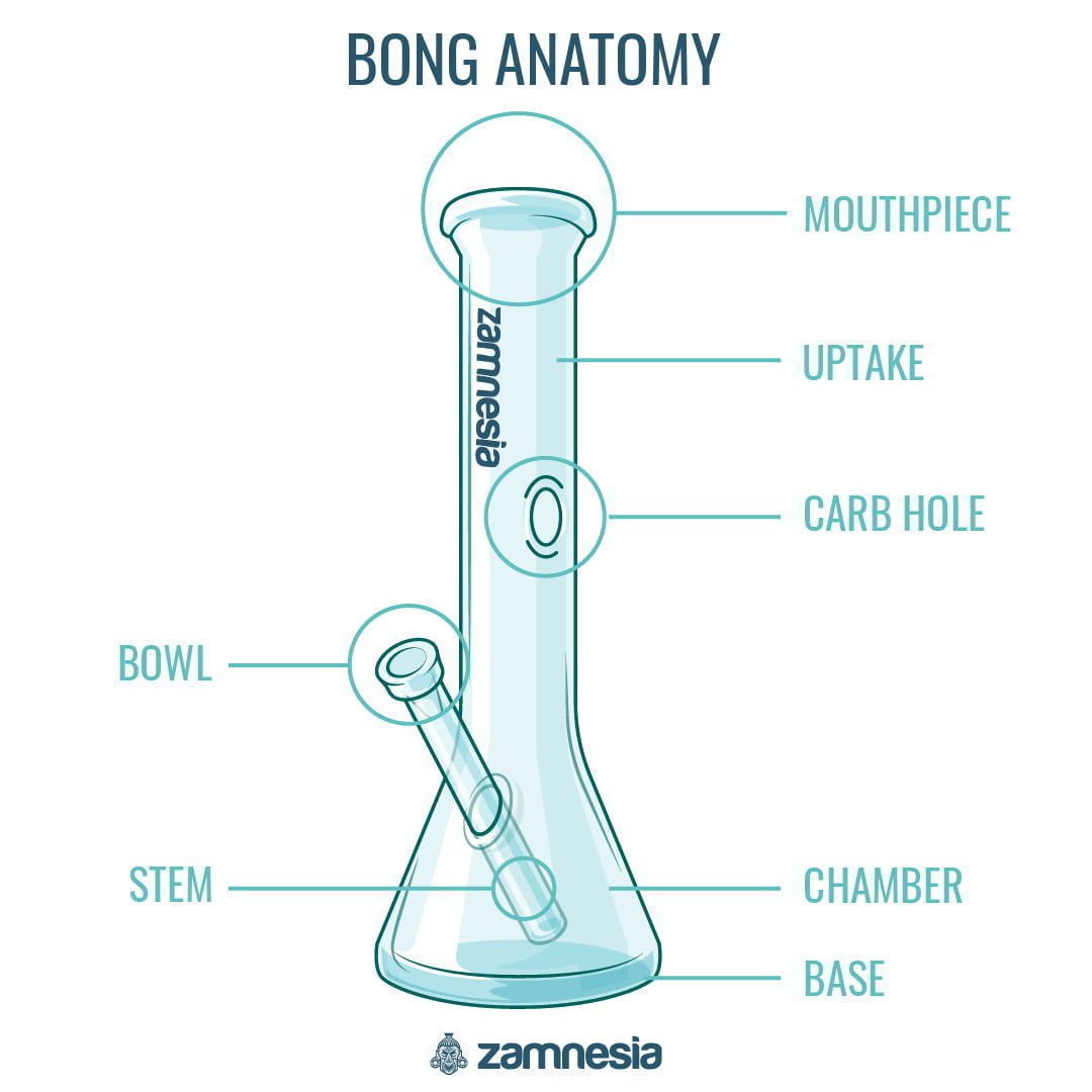 Bong anatomy