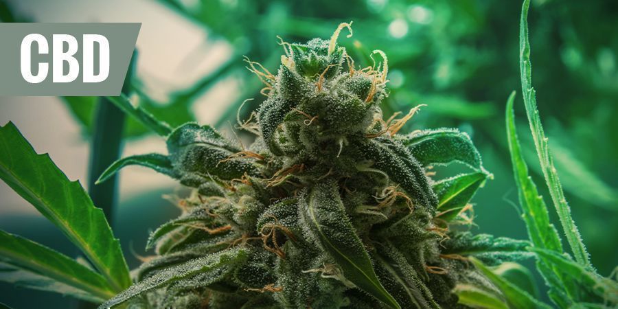 THE BEST MEDICINAL CBD STRAINS FOR PAIN RELIEF