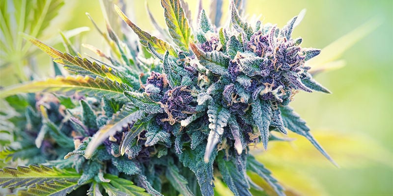 What Is Purple Cannabis?
