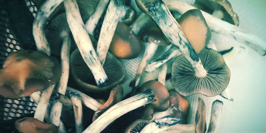 When And How To Harvest Psilocybe Azurescens