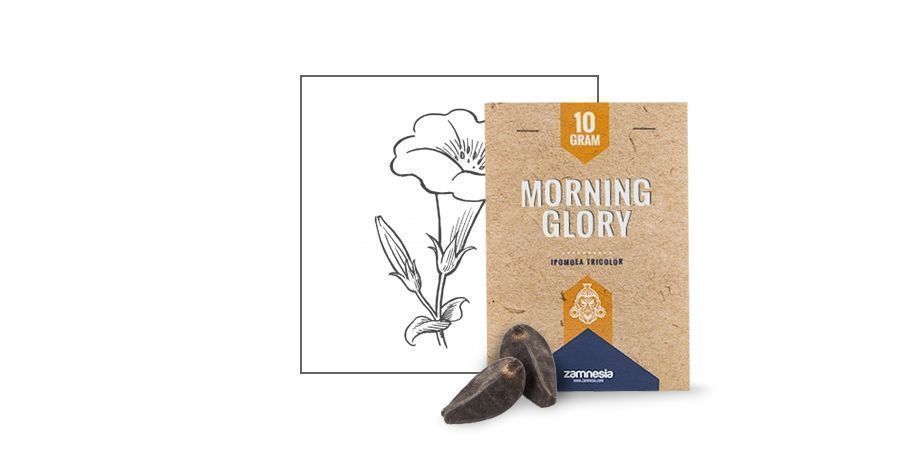 MORNING GLORY SEEDS