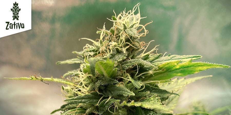 Critical - Zativo Seeds