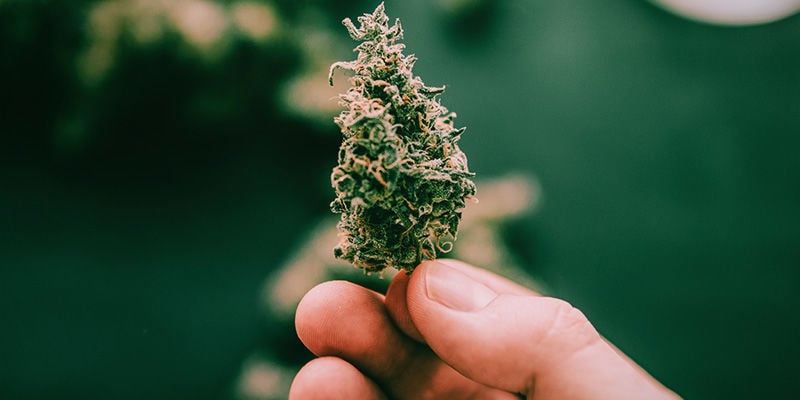 How And When To Harvest Foxtailing Buds