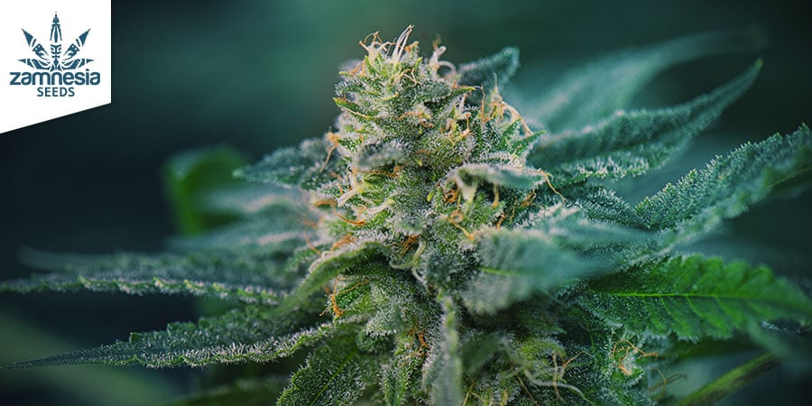 Super Silver Haze (Zamnesia Seeds) Feminized