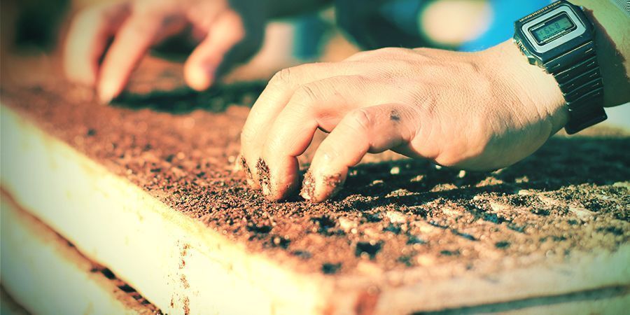 Planting And Transplanting Tobacco