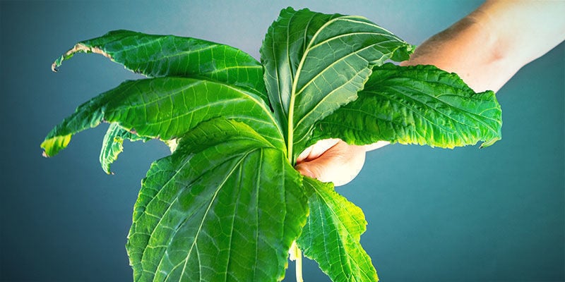 THE VARIOUS METHODS OF DRYING SALVIA DIVINORUM LEAVES