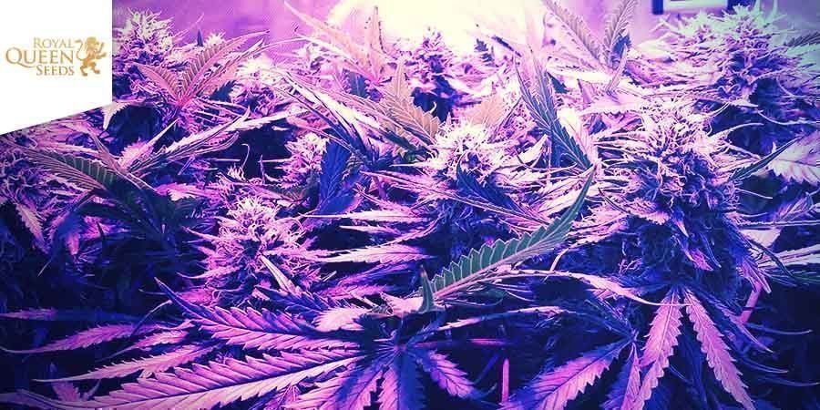 Royal Cheese - Royal Queen Seeds