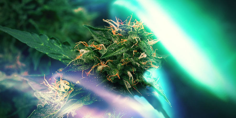 Northern Lights: Origins Of A Classic Indica