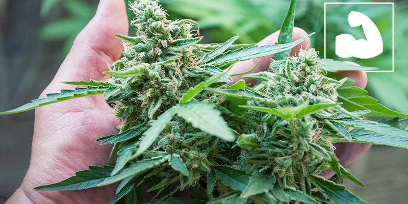 Increased Strength Cannabis