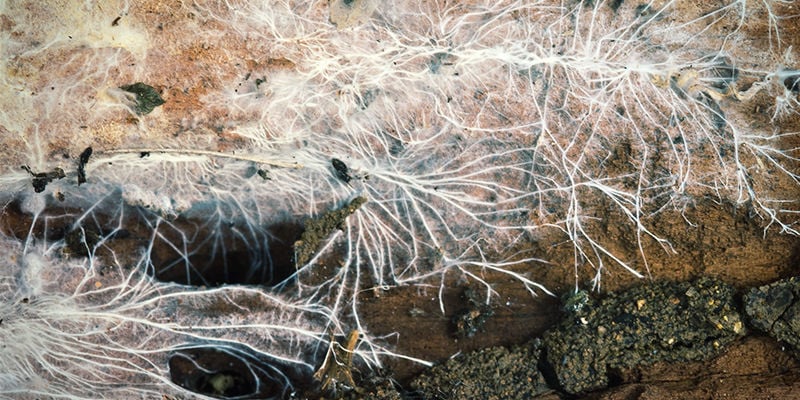String-Like Mycelium, Aka Rhizomorphic