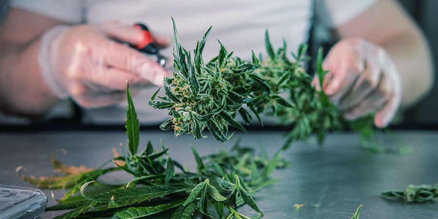 What Is Wet Cannabis Trimming?
