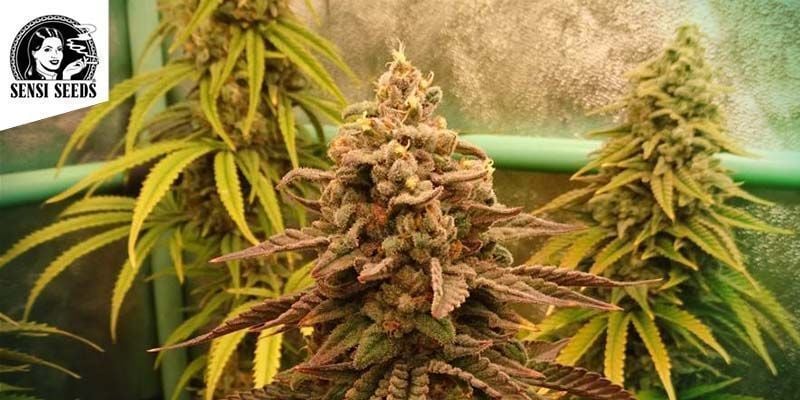 Big Bud (Sensi Seeds) feminized