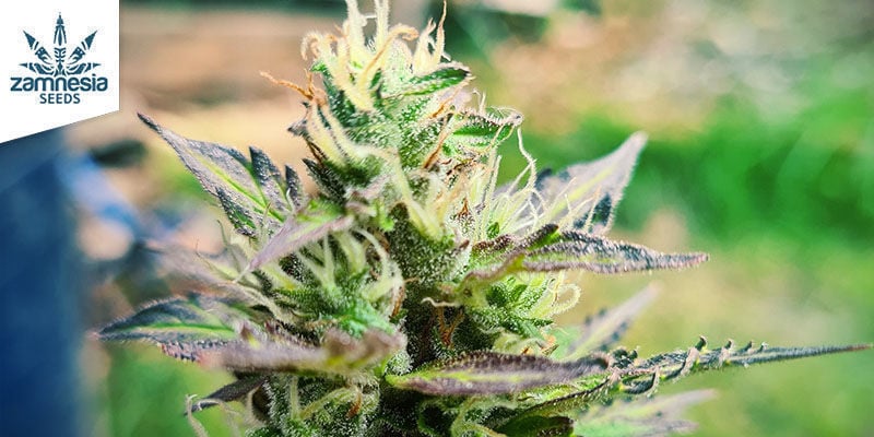 Northern Lights Automatic (Zamnesia Seeds) feminized