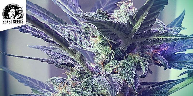 Super Skunk Automatic (Sensi Seeds) feminized