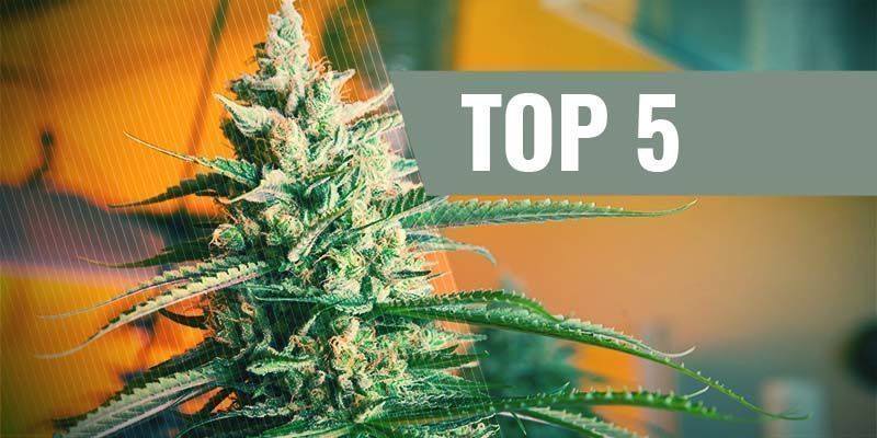 THE 5 BEST AUTOFLOWERING CANNABIS SEEDS FOR INDOOR CULTIVATION