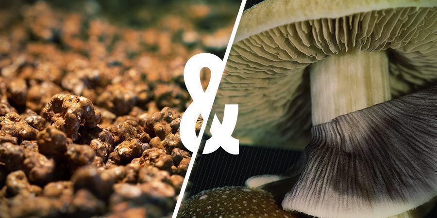 Similarities Magic Mushrooms and Magic Truffles