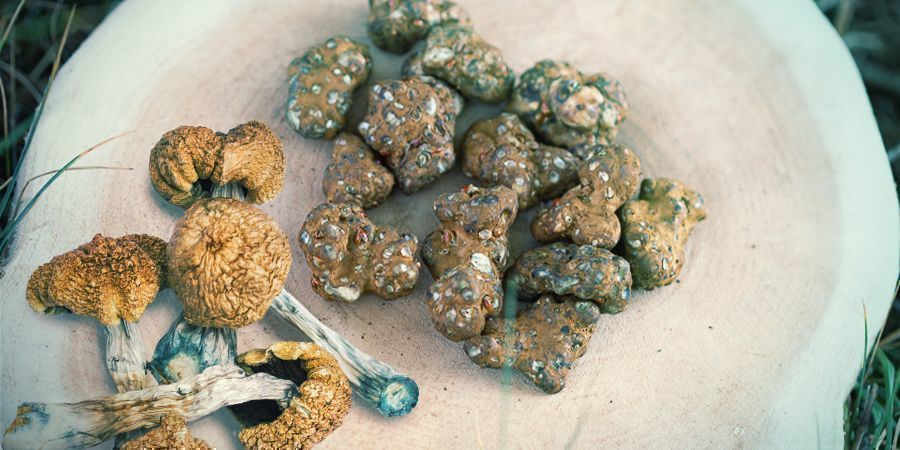 Magic Mushrooms Vs Magic Truffles: Which One Should I Choose? Magic Mushrooms Vs Magic Truffles: Which One Should I Choose?