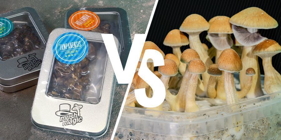 Difference Between Truffles and Magic Mushrooms Difference Between Truffles and Magic Mushrooms