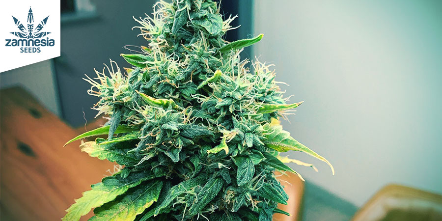 4 CBD FIX Auto Zamnesia Seeds Feminized