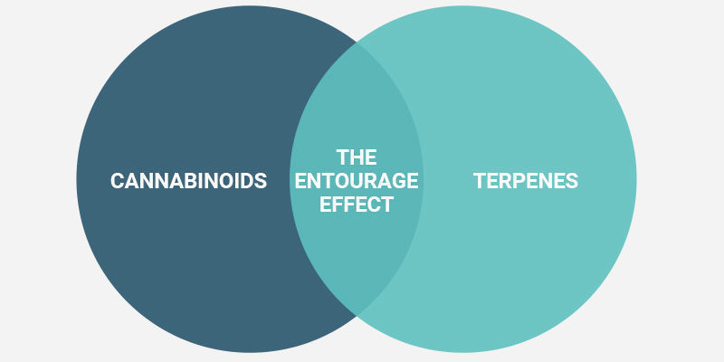 How To Experience The Entourage Effect