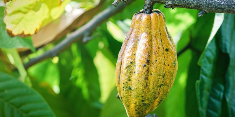 CANNABIS AND COCOA: TWO OF SOCIETY’S OLDEST CROPS