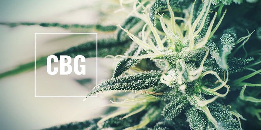 High-CBG Strains