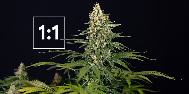The best cannabis strains with a 1:1 CBD:THC ratio