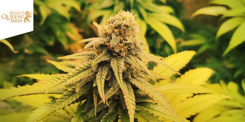 Tatanka Pure CBD (Royal Queen Seeds)