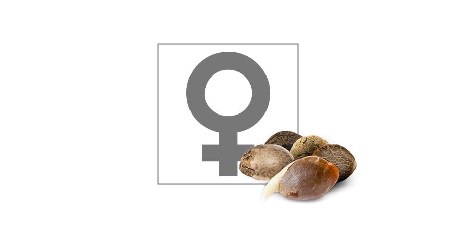 Top 10 Feminized Cannabis Seeds