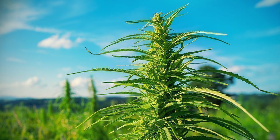 What Can You Do When Growing Cannabis Outdoors