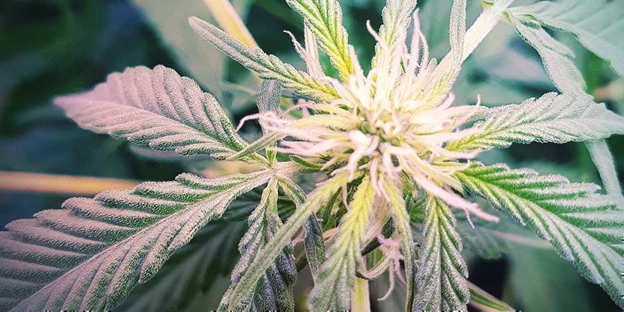 The Ultimate CBD-rich Strain: CBD Fix Auto