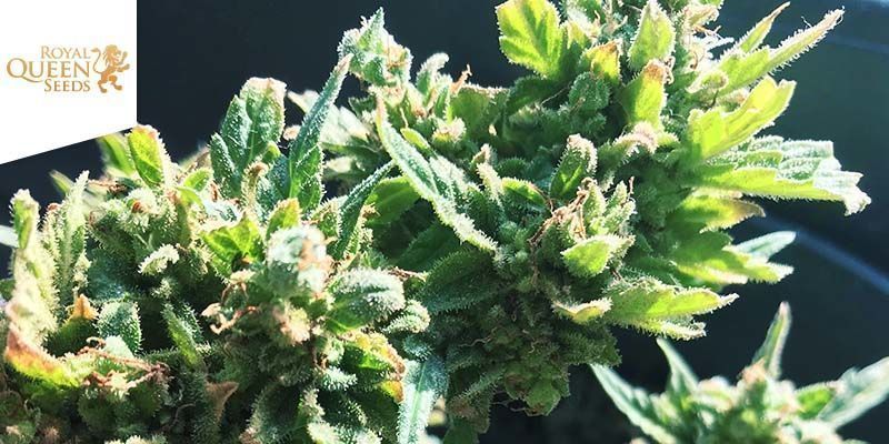 Cannabis Strain Best for Weight Loss