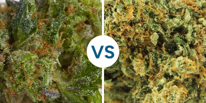 STICKY VS DRY WEED