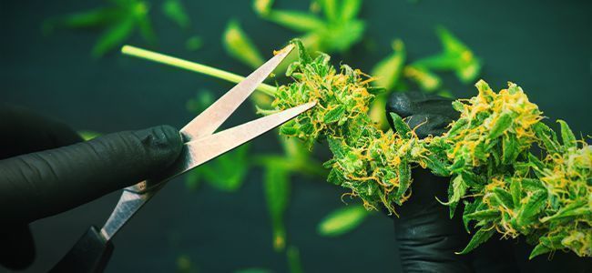 How to Clean Cannabis Trimming Scissors - Zamnesia Blog