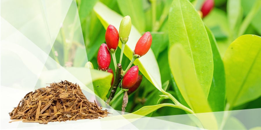 Catuaba (Erythroxylum catuaba)