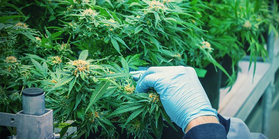 How To Harvest Cannabis Multiple Times Per Year