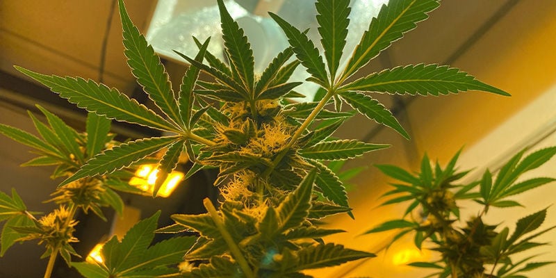 Indoors - Perpetual Cannabis Harvest